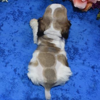 AKC-Chester-sable-tan-Parti-American-cocker-spaniel4.4