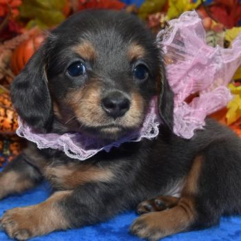 We are excited to announce that we have Cici an absolutely gorgeous blue tan longhair Miniature Dachshund puppy looking for her forever family!
