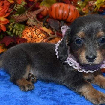 AKC blue tan longhair miniature dachshund puppies for sale near me.