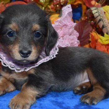 Blue tan longhair dachshunds are rare and absolutely gorgeous, with their soft coats and striking coloration.