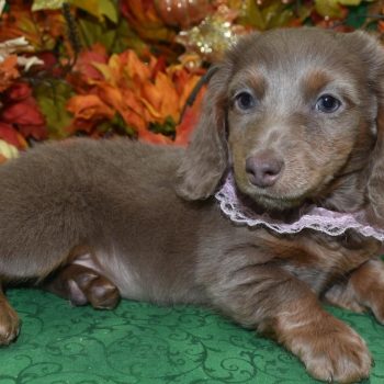 AKC Isabelle tan longhair miniature dachshund puppies for sale in Colorado.