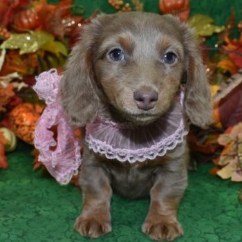 AKC-Cinnamon-Isabelle-tan-longhair-miniature-dachshund-puppy9.2
