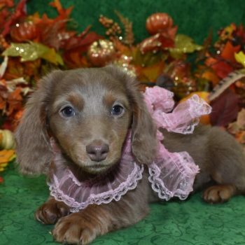 AKC Reputable Licensed Miniature Dachshund Breeder in Colorado.