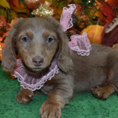 AKC Isabelle tan longhair miniature dachshund puppies for sale