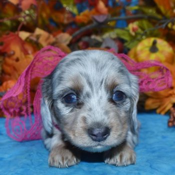 AKC blue cream dapple blue eyes longhair miniature dachshund puppies for sale in Colorado.