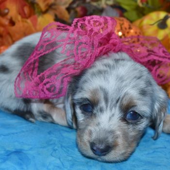 AKC blue cream dapple blue eyes longhair miniature dachshund puppies for sale near me.