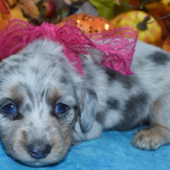 AKC-Coral-blue-cream-dapple-blue-eyes-longhair-miniature-dachshund-puppy4.4