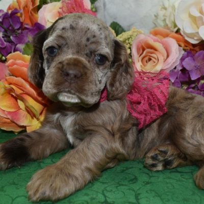 AKC-Daisy-chocolate-tan-merle-American-cocker-spaniel-puppy5.4
