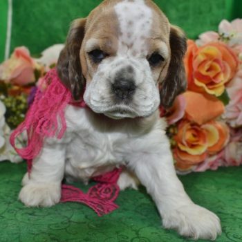 AKC sable roan Parti Merle blue eyes American cocker spaniel puppies for sale near Peyton, Colorado