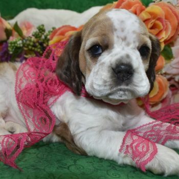 AKC Sable roan Parti Merle blue eyes American cocker spaniel puppies for sale.