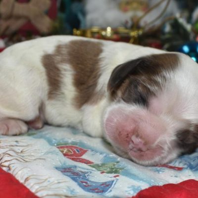 AKC chocolate sable parti Merle American cocker spaniel puppies for sale near me.