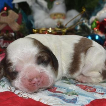 AKC-Faith-chocolate-sable-Parti-Merle-American-cocker-spaniel-puppy1.3