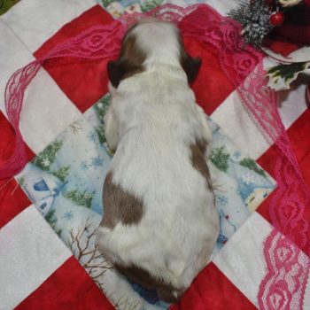 AKC female chocolate sable parti Merle American cocker spaniel puppies for sale near Pueblo, Colorado