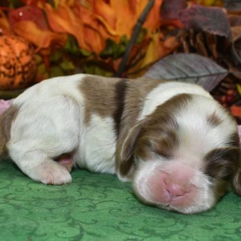 AKC chocolate tan Irish Parti Merle American cocker spaniel puppies for sale near me.