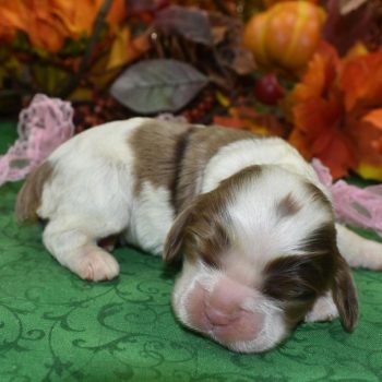 AKC chocolate tan Irish Parti American cocker spaniel puppies for sale near Colorado Springs, CO