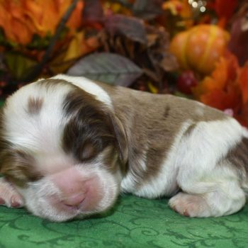 AKC chocolate tan Irish Parti Merle American cocker spaniel puppies for sale in Colorado.