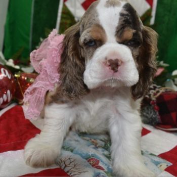 AKC chocolate tan Parti Merle blue eyes American cocker spaniel puppies for sale near Peyton, Colorado