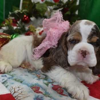 AKC chocolate tan Parti Merle blue eyes American cocker spaniel puppies for sale in Colorado