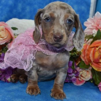 AKC-Honey-Isabelle-Tan-Dapple-smooth-coat-blue-eyes-miniature-dachshund-puppy8.1