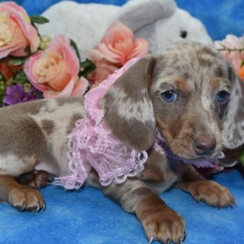 AKC Isabelle tan dapple smooth coat blue eyes miniature dachshund puppies for sale near me.