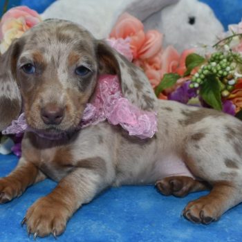 AKC Isabelle tan dapple blue eyes smooth coat miniature dachshund puppies for sale near me.