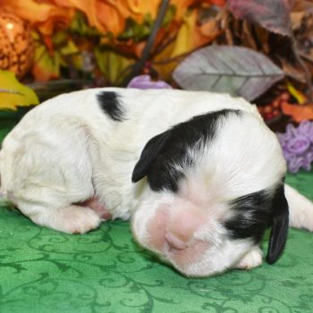 AKC black parti American cocker spaniel puppies for sale near Denver, CO