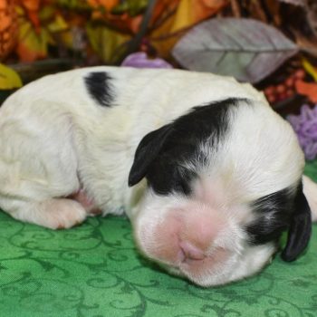 AKC black Parti American cocker spaniel puppies for sale in Colorado