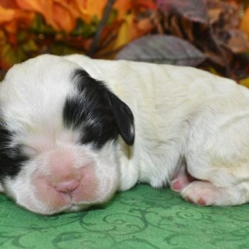 AKC Reputable Licensed American cocker spaniel Breeders in Colorado