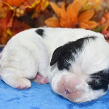 AKC-Joy-black-parti-American-cocker-spaniel-puppy1.2 AKC Black Tan Parti American cocker spaniel puppies for sale in Colorado