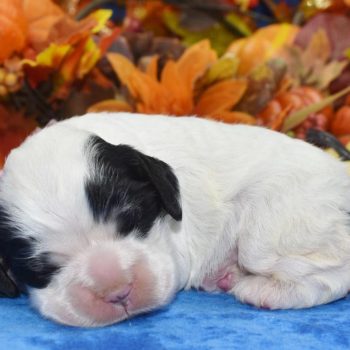 AKC-Joy-black-parti-American-cocker-spaniel-puppy1.3 AKC Reputable Licensed American Cocker Spaniel Puppies for sale in Colorado