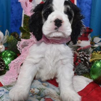 AKC Reputable Licensed American Cocker Spaniel Breeders near me.