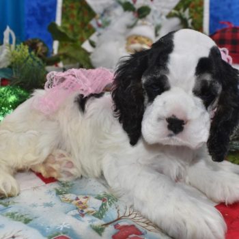 AKC black tan Parti American cocker spaniel puppies for sale near me