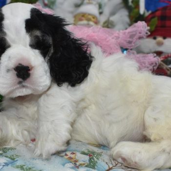 AKC black tan Parti American cocker spaniel puppies for sale.
