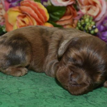 AKC chocolate sable merle American cocker spaniel puppies for sale near Colorado Springs, Colorado