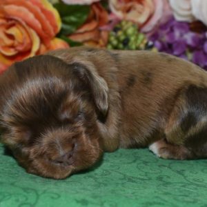 Looking for AKC chocolate sable Merl American cocker spaniel puppies for sale near Denver, Colorado