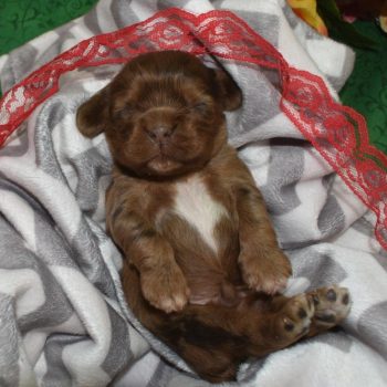 AKC-Koda-chocolate-sable-Merle-American-cocker-spaniel-puppy2.5