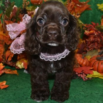Looking for an AKC female chocolate American cocker spaniel puppy for sale in Colorado
