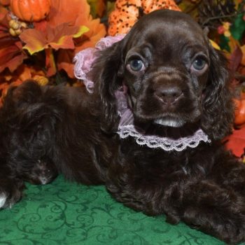 AKC chocolate white chin/chest/paws American cocker spaniel puppies for sale near me.