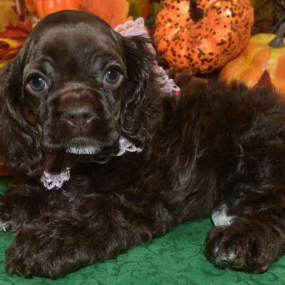 AKC-Layla-chocolate-white-chin-chest-paws-American-cocker-spaniel6.5