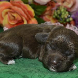 AKC chocolate white on chin/chest/paws American cocker spaniel puppies for sale near Denver, Colorado