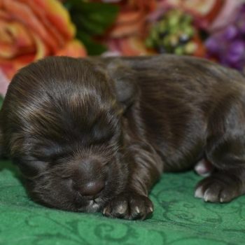 AKC chocolate American cocker spaniel puppies for sale near Peyton, Colorado.
