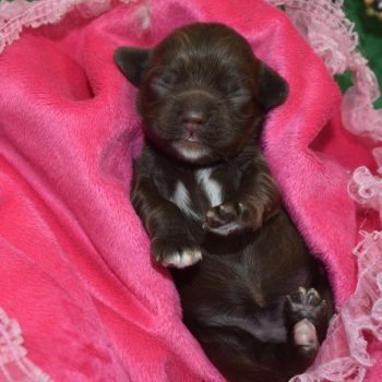 AKC chocolate white on chin/chest/paws American cocker spaniel puppies for sale.