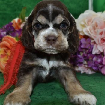 AKC-Levi-chocolate-tan-American-cocker-spaniel-puppy5.1