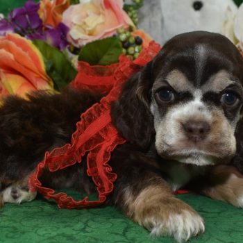 AKC chocolate tan American cocker spaniel puppies for sale.