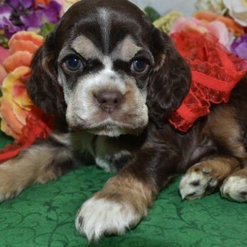 AKC chocolate tan white chin/chest/paws American cocker spaniel puppies for sale near Denver, Colorado