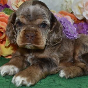 AKC American Cocker Spaniel puppies with rare chocolate tan merle coats and striking blue eyes. Family raised, sweet, and well-socialized—ready for loving homes.