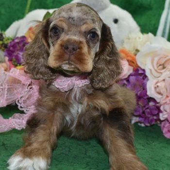 AKC chocolate tan Merle American cocker spaniel puppies for sale in Colorado