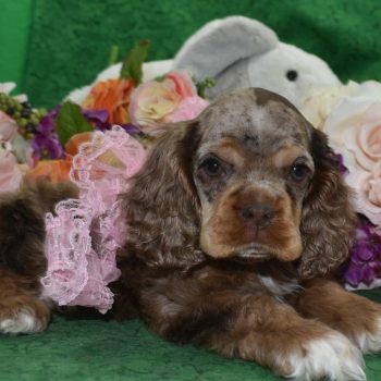 AKC chocolate tan Merle American cocker spaniel puppies for sale near Fort Collins, CO