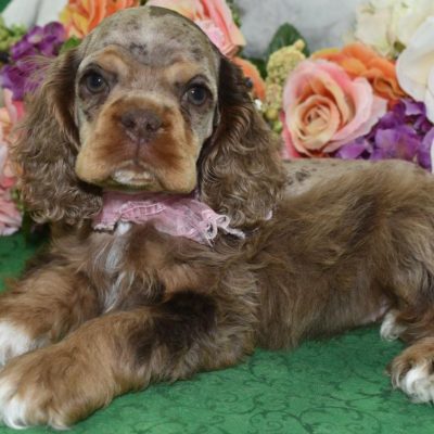 AKC chocolate tan merle American cocker spaniel puppies for sale.