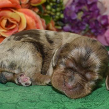 AKC chocolate tan Merle blue eyes American cocker spaniel puppies for sale near Colorado Springs, Colorado